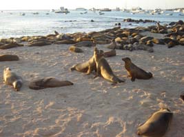 Søløver på Galapagos (03.05.06)