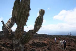 Kaktus og lavaoerken