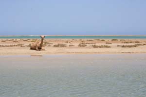 Kamel i Marsa Fijab