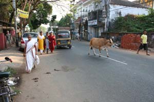 Ko og gadeliv i Fort Cochin