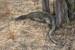 komodovaran nær