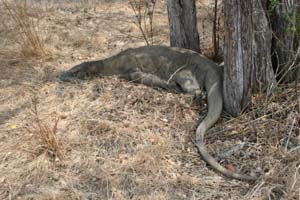 komodovaran nr