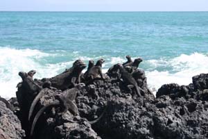 Marineleguaner i Isla Isabela