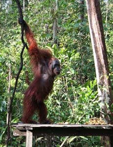 Oranguhan