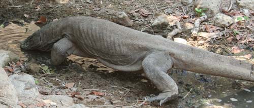 Tæt på komodovaran
