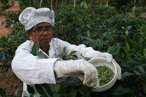 White tea plukker